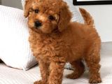 Karma 1 Aşılı Red Maltipoo Yavrularım