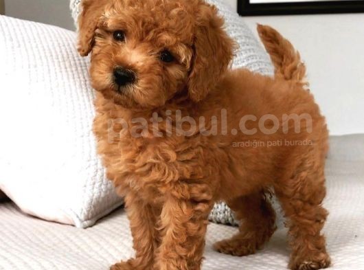 Karma 1 Aşılı Red Maltipoo Yavrularım görsel