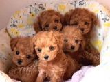 Karma 1 Aşılı Red Maltipoo Yavrularım