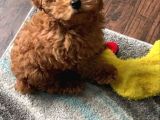 Karma 1 Aşılı Red Maltipoo Yavrularım