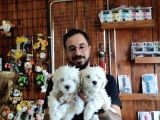 Hiç Büyümeyen Bembeyaz Maltese Terrier
