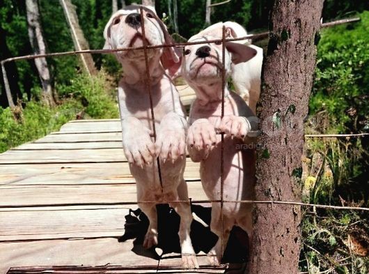 Mükemmel Kalite Dogo Argentino Yavrularımız görsel