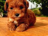 Tooy poodle cinsi yavrular DİŞİ erkek mevcuttur 