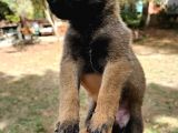 Belçika Kurdu Malinois
