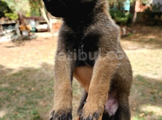 Belçika Kurdu Malinois görsel