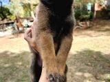 Belçika Kurdu Malinois