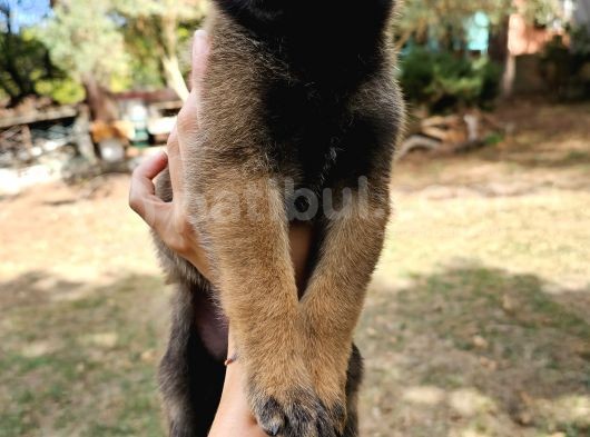 Belçika Kurdu Malinois görsel