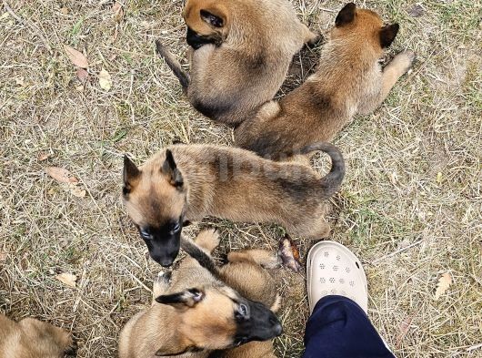Belçika Kurdu Malinois