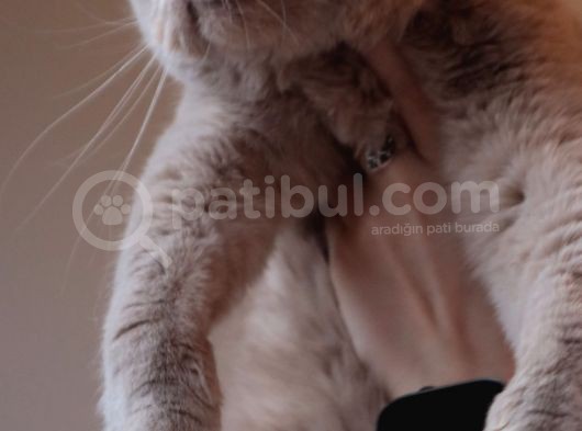 Ful Secere British Dişiler görsel