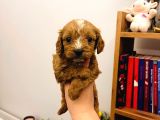 Büyümeyen Minik Maltipoo Bebekler
