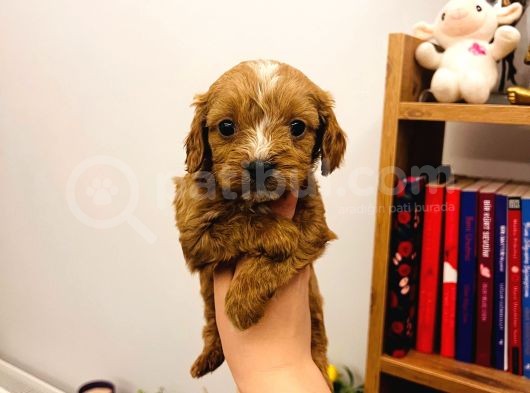 Büyümeyen Minik Maltipoo Bebekler görsel