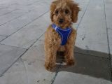4 Aylık Poodle Aşı Pasaport Mevcut