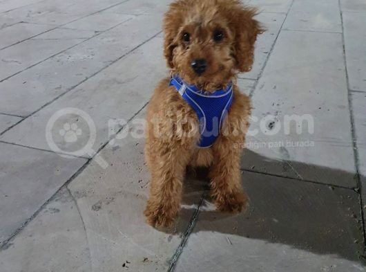 4 Aylık Poodle Aşı Pasaport Mevcut görsel