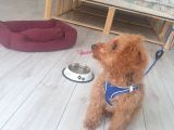 4 Aylık Poodle Aşı Pasaport Mevcut