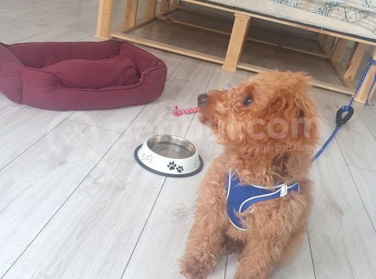 4 Aylık Poodle Aşı Pasaport Mevcut görsel