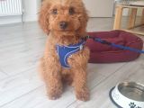 4 aylık poodle aşı pasaport mevcut