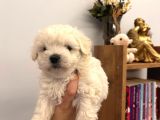 Sıfır Numara Maltese Bebişler
