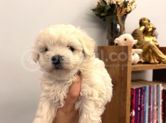 Sıfır Numara Maltese Bebişler görsel