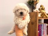 Sıfır Numara Maltese Bebişler