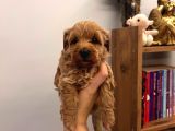 Büyümeyen Minik Maltipoo Bebekler