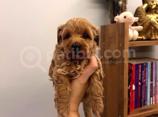 Büyümeyen Minik Maltipoo Bebekler