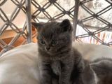 1Erkek British Shorthair