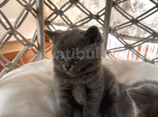 1Erkek British Shorthair görsel