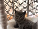 1Erkek British Shorthair
