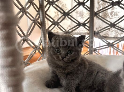 1Erkek British Shorthair görsel