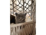 1Erkek British Shorthair