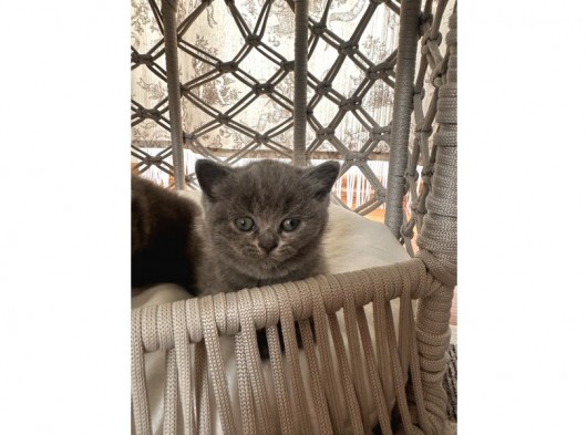 1Erkek British Shorthair görsel