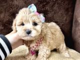 Mini Boy Maltipoo Yavrular 