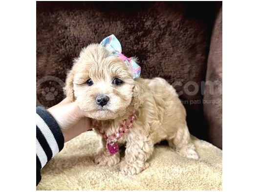 Mini Boy Maltipoo Yavrular  görsel