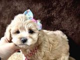 Mini boy maltipoo yavrular 