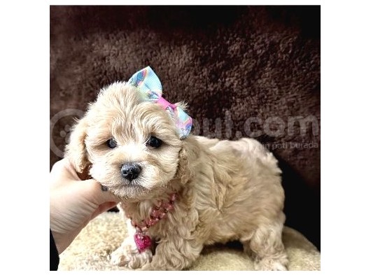 Mini Boy Maltipoo Yavrular 