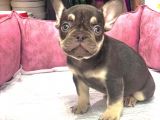 FRENCH BULLDOG COCO  TAN DİŞİ VE ERKEK YAVRULARIMIZ