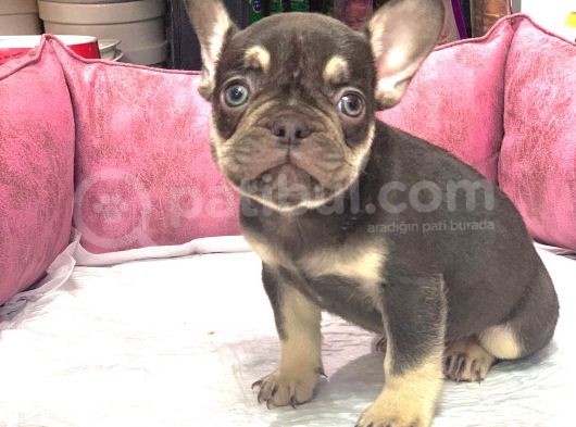 French Bulldog Coco  Tan Di̇şi̇ Ve Erkek Yavrularimiz