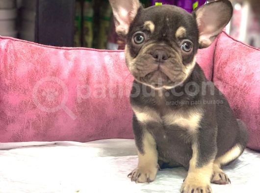 French Bulldog Coco  Tan Di̇şi̇ Ve Erkek Yavrularimiz görsel