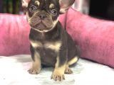 French Bulldog Coco  Tan Di̇şi̇ Ve Erkek Yavrularimiz