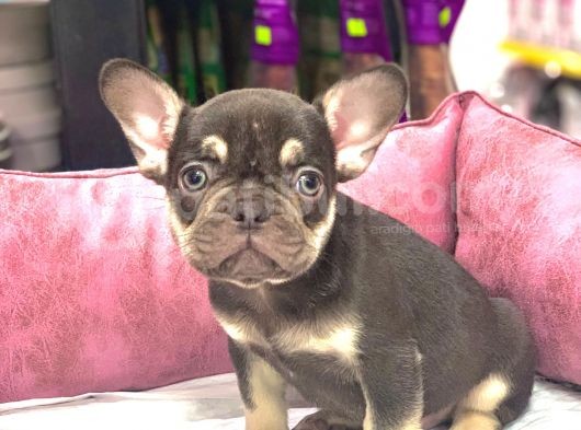 French Bulldog Coco  Tan Di̇şi̇ Ve Erkek Yavrularimiz görsel