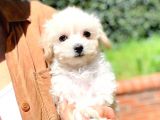 Maltesse Terrier Cinsi Güzel Yavrular 