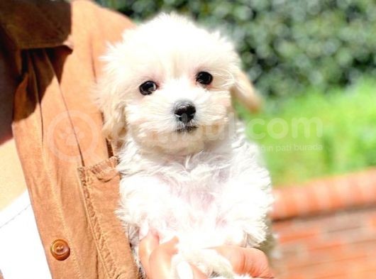 Maltesse Terrier Cinsi Güzel Yavrular 