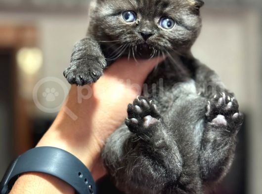 En Güzel British Shorthair Yavrularımız görsel