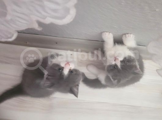 Efsane Kali̇tede Di̇k Ve Eği̇k Kulak Yavrularim görsel