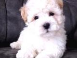 Maltesse Terrier Cinsleri Güzel Yavrular 