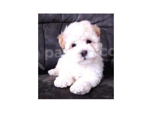 Maltesse Terrier Cinsleri Güzel Yavrular 