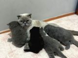 En Güzel British Shorthair Yavrularımız