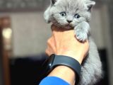 En Güzel British Shorthair Yavrularımız