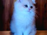 British shorthair golden yavru