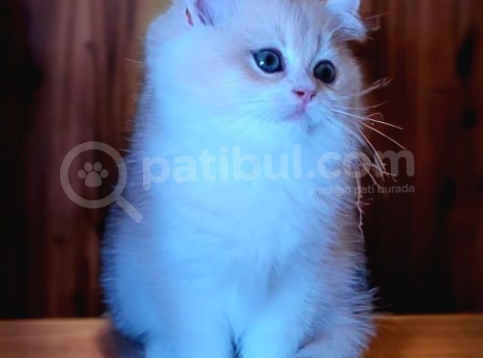British Shorthair Golden Yavru